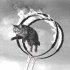 cat jumping through hoops