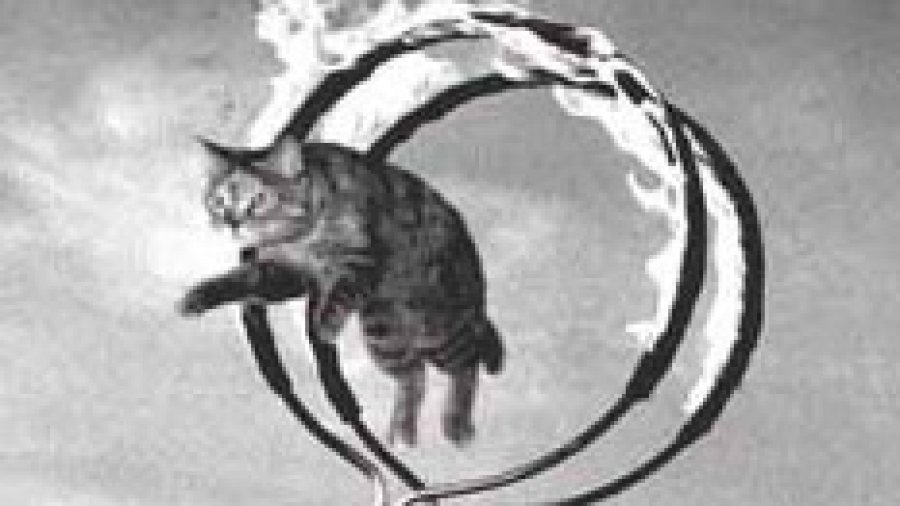 cat jumping through hoops