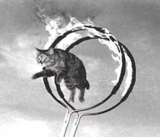 cat jumping through hoops